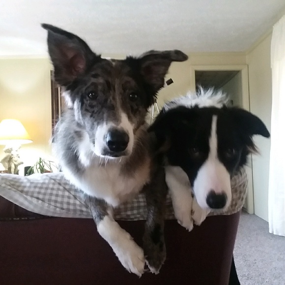 Meet your Posher, Betsy - Picture 1 of 1